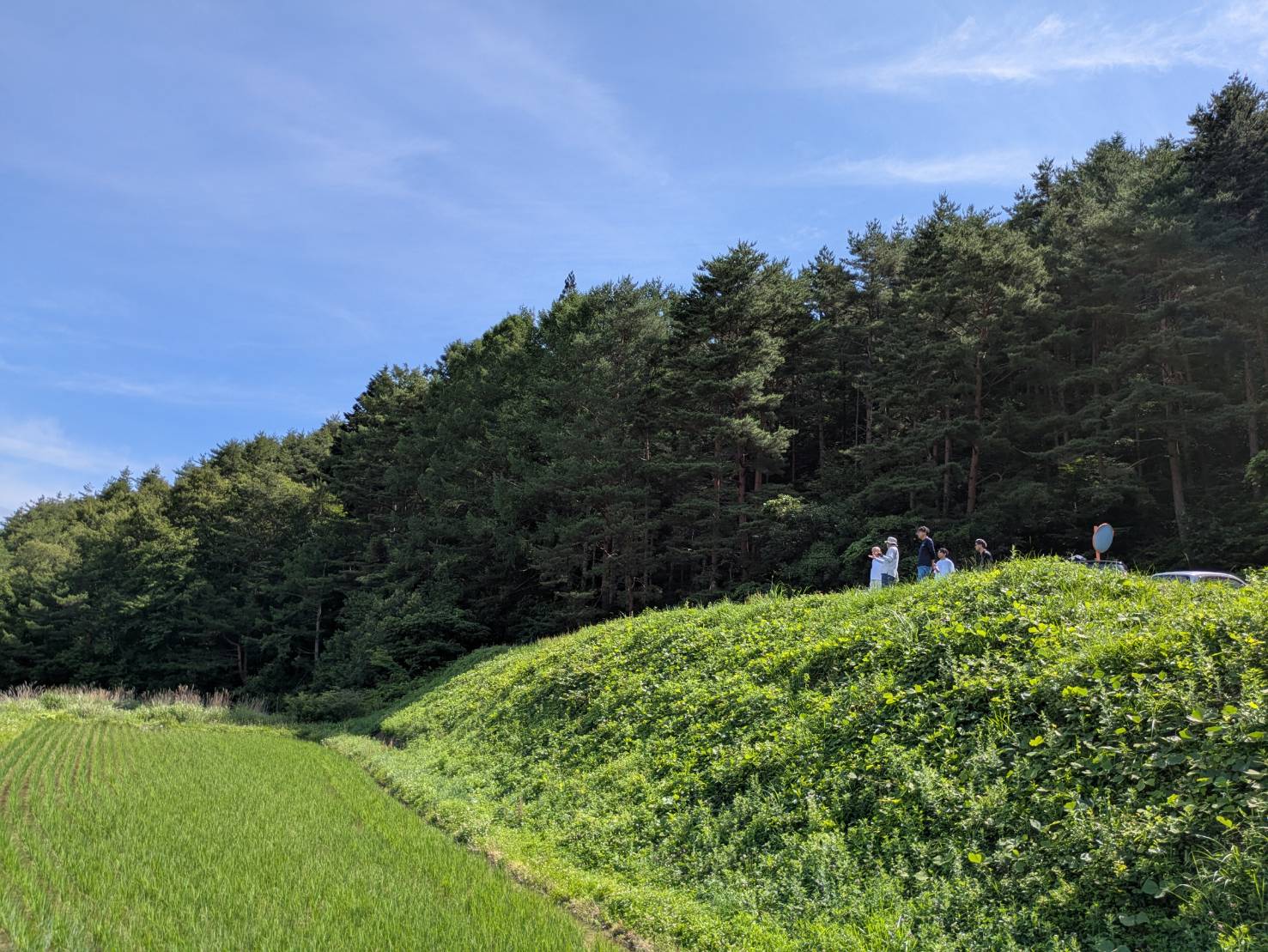 青空の下に広がる緑の田畑と森